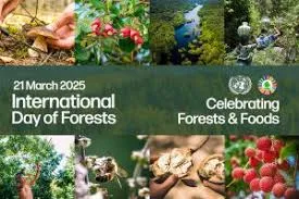 International Day of Forests 2025