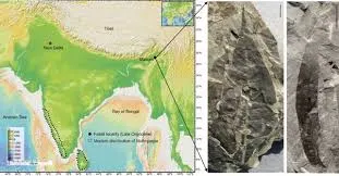 24 million year old fossil leaves unearthed in Assam reveal ancient climate shifts