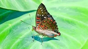 Arunachal Pradesh Welcomes New Butterfly Species