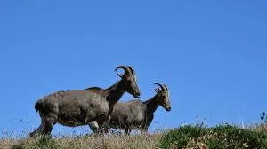 Endangered Species Fund in Tamil Nadu Gets Fresh Lease of Life