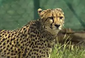 India’s First Inter-State Cheetah Corridor Set to Span Madhya Pradesh and Rajasthan