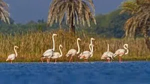 Khichan and Menar Wetlands Get Ramsar Tag Ahead of World Environment Day