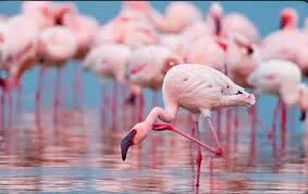 Maharashtra Designates DPS Flamingo Lake as Conservation Reserve