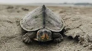 Nagshankar Temple of Assam Becomes Modern Temple for Turtle Conservation