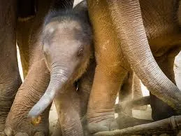 Project Elephant Review: Census Phase-I Completed