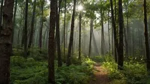 Rajiv Gandhi Van Samvardhan Yojana Launched to Boost Green Cover in Himachal