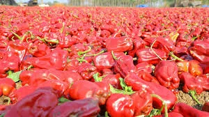 Warangal Chapata Chilli Receives GI Tag, Boosting Farmer Benefits