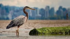 World Migratory Bird Day Revealed Theme For 2025