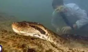 World’s Largest Snake Discovered in the Amazon