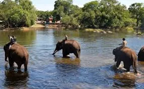 Assam Launches ‘Gajah Mitra’ Scheme to Protect People and Elephants