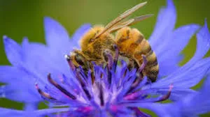 Chinese Scientists Develop World’s Lightest Brain Controller to Turn Bees into Cyborgs