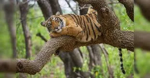 Haryana to Build Asia’s Biggest Jungle Safari