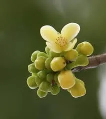 New Garcinia Tree Species Discovered In Assam’s Baksa District