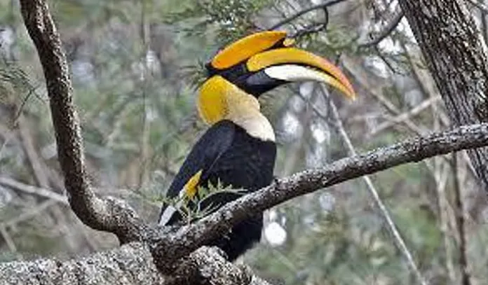 hornbill ATR