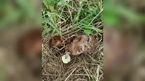 New Edible Mushroom Species Discovered In Meghalaya’s Pine Forests