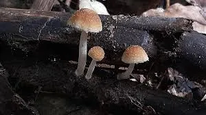 Scientists Discover Rare Mushroom in Uttarakhand’s Oak Forests