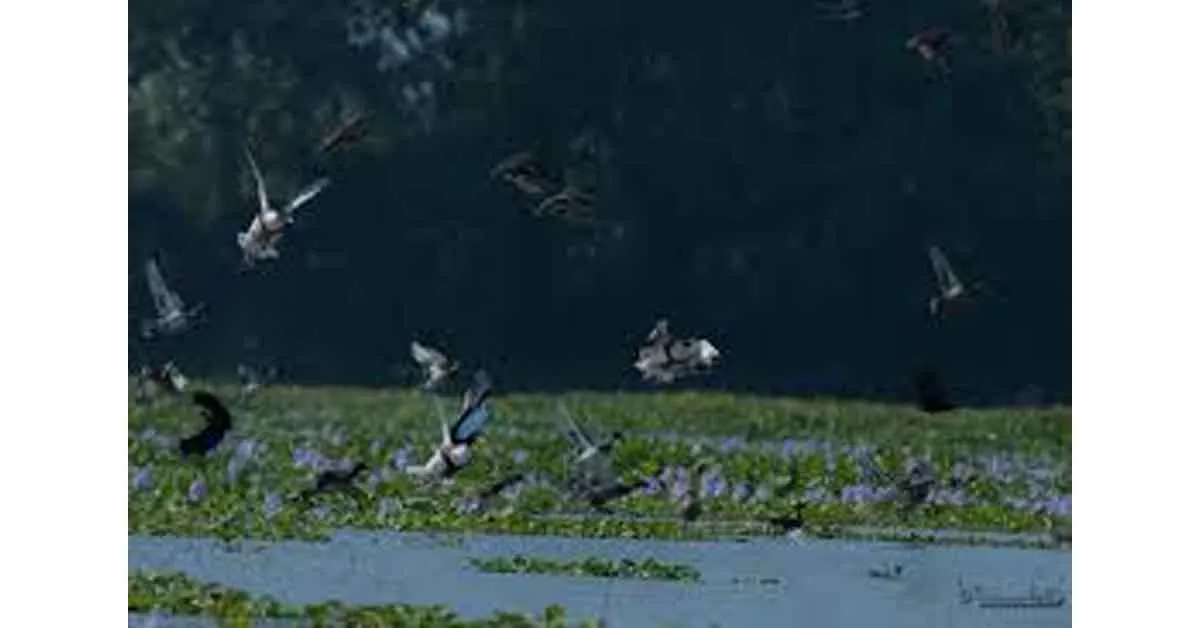 1st Magh Bihu census records 111 avian species at Chandubi Beel