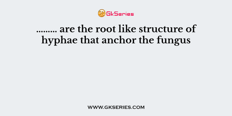 ……… are the root like structure of hyphae that anchor the fungus