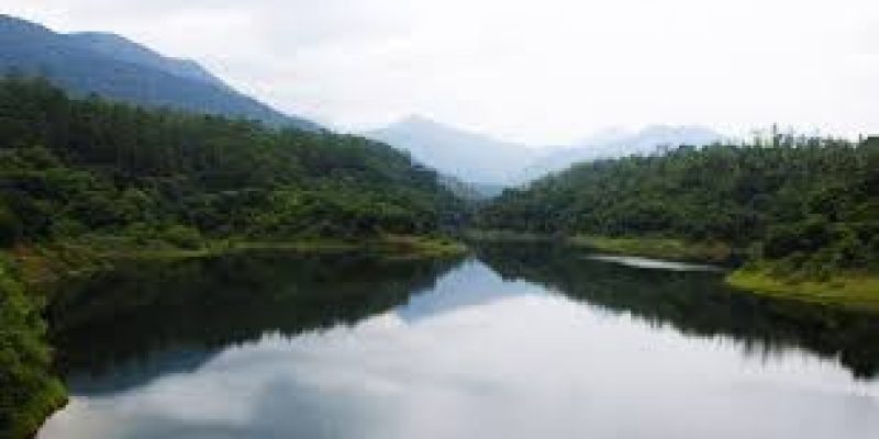 15-metre tree discovered in Andaman & Nicobar Islands