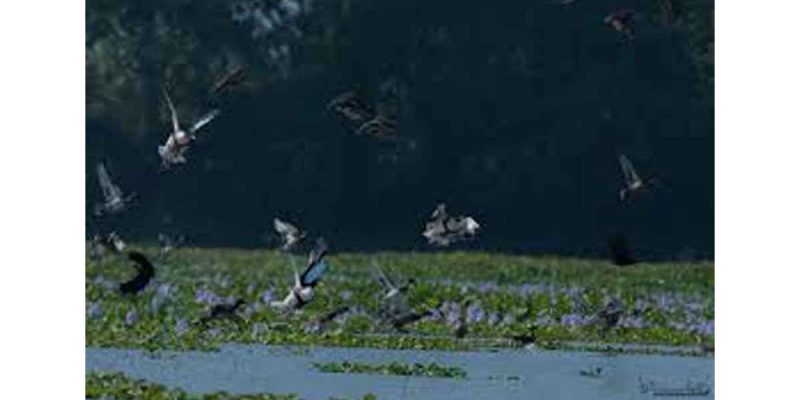 1st Magh Bihu census records 111 avian species at Chandubi Beel