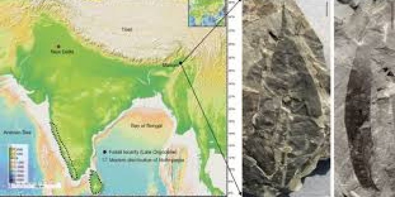 24 million year old fossil leaves unearthed in Assam reveal ancient climate shifts