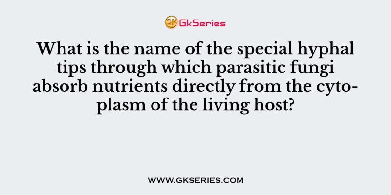 What is the name of the special hyphal tips through which parasitic fungi absorb nutrients directly from the cytoplasm of the living host?