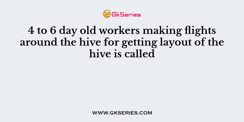 4 to 6 day old workers making flights around the hive for getting layout of the hive is called