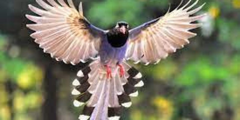 5% of birds in India are endemic: Zoological Survey of India publication