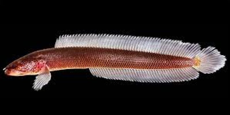 A 100 million-year-old fish has been discovered in Kerala