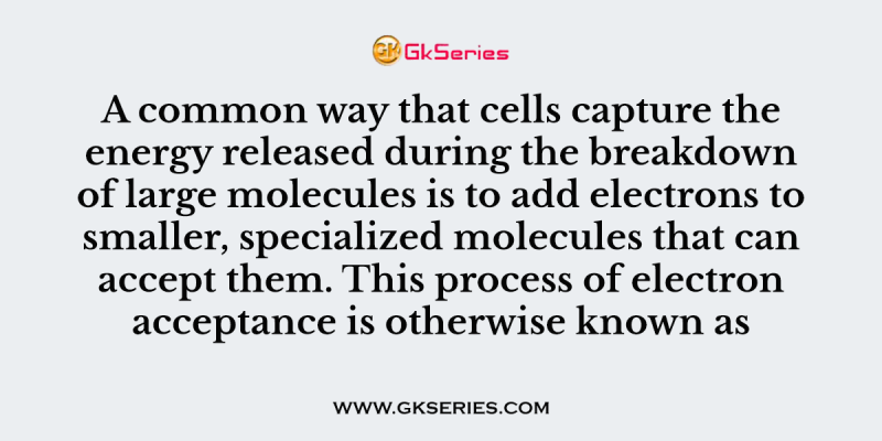 A common way that cells capture the energy released during the breakdown of large molecules is to add electrons to smaller, specialized molecules that can accept them. This process of electron acceptance is otherwise known as