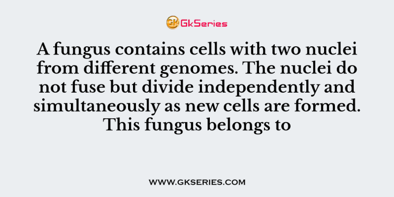 A fungus contains cells with two nuclei from different genomes. The nuclei do not fuse but divide independently and simultaneously as new cells are formed. This fungus belongs to