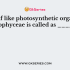 Rhodophyceae is also called as red algae because of the presence of a pigment called r-phycoerythrin.