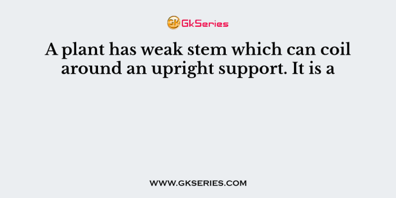A plant has weak stem which can coil around an upright support. It is a
