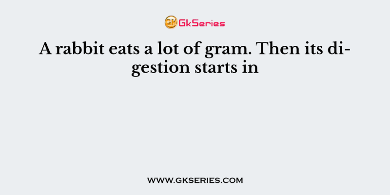 A rabbit eats a lot of gram. Then its digestion starts in