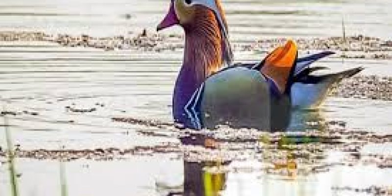 A rare duck created a flutter in Upper Assam
