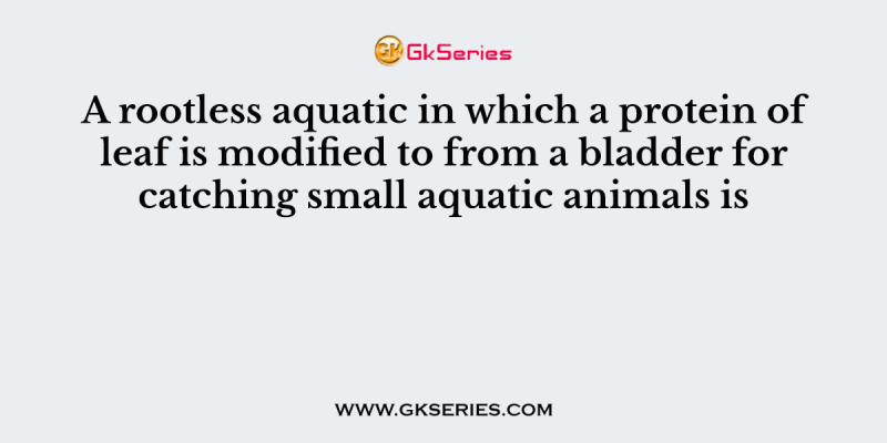 A rootless aquatic in which a protein of leaf is modified to from a bladder for catching small aquatic animals is