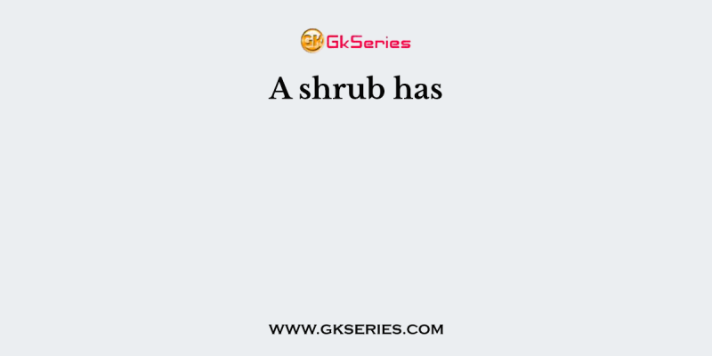 A shrub has