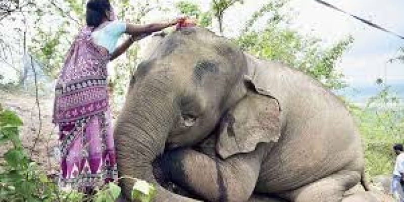 A single lightning flash kill 18 elephants