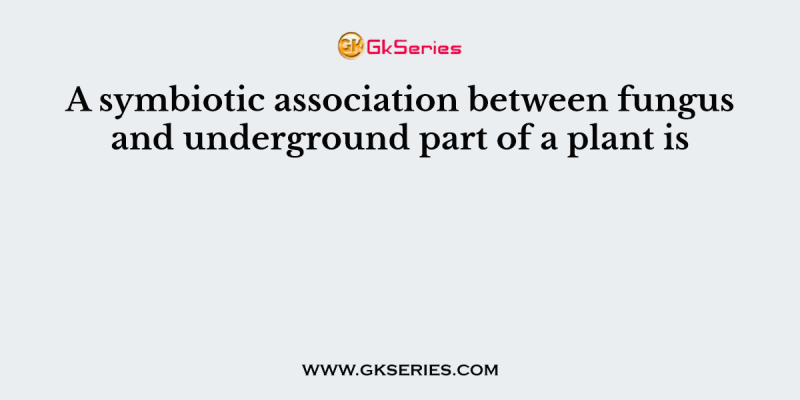 A symbiotic association between fungus and underground part of a plant is