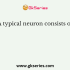 Among the different types of nervous tissue’s cells, which cell is highly specialized nerve cell that generate and conduct nerve impulses?