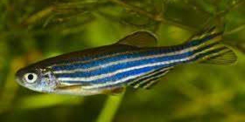 A zebrafish gene which can promote heart regeneration