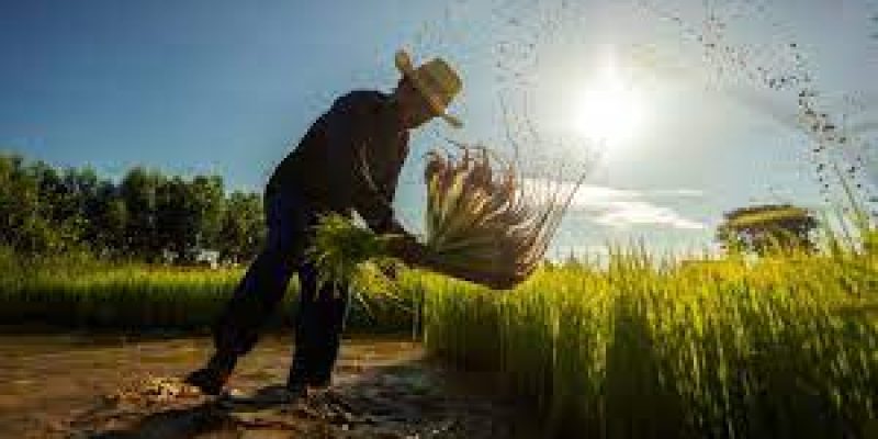 ADB provides $14 billion support for food security in Asia Pacific