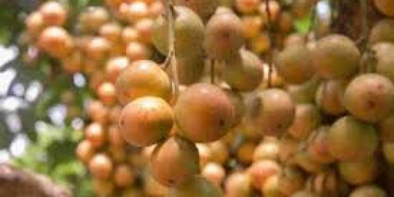 APEDA facilitated exports of Burmese grapes ‘Leteku’ to Dubai