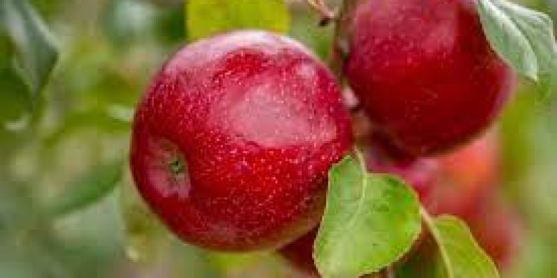 APEDA partners with HPMC to export five varieties of apples to Bahrain