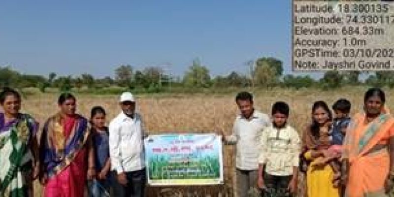 ARI developed biofortified, high protein wheat variety