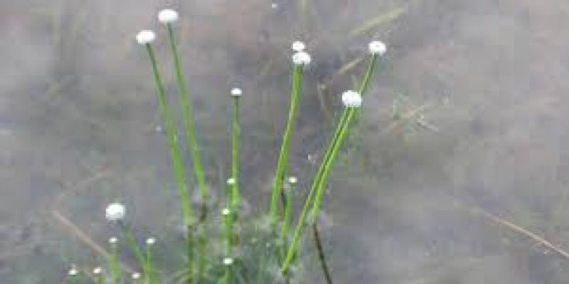 ARI discovered two species of pipeworts in Western ghats