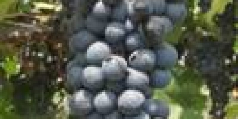 Juice aplenty from the Grape variety from ARI, Pune