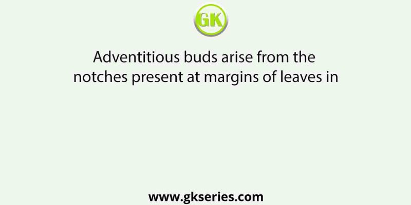 Adventitious buds arise from the notches present at margins of leaves in