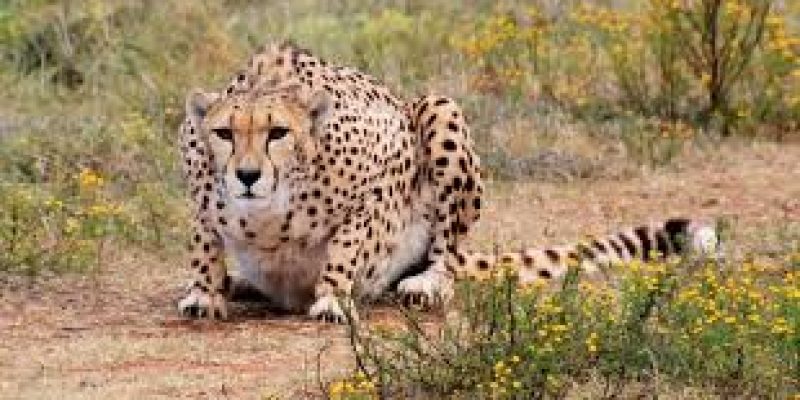 Mysuru zoo got 3 African hunting cheetahs from South Africa
