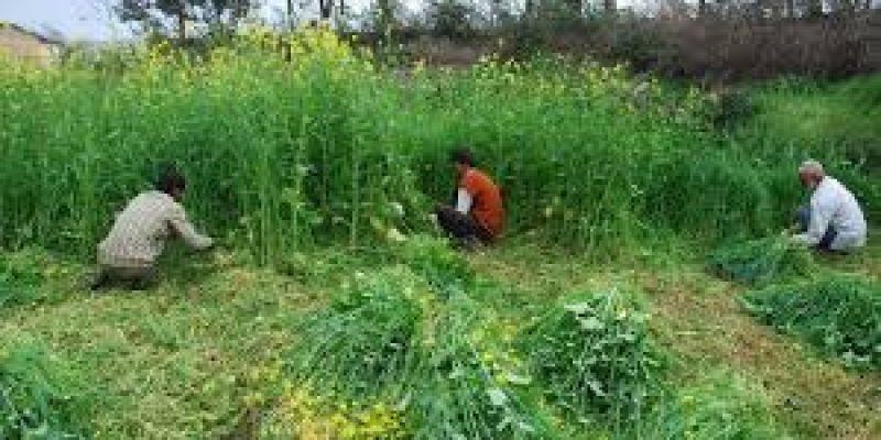 Agri Product Clusters set up in 8 States